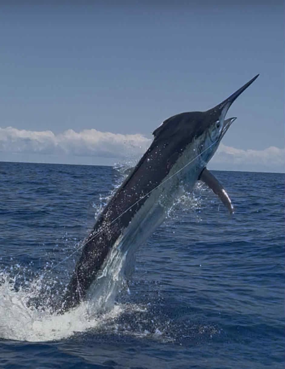 Black marlin fishing on the Great Barrier Reef, Australia
